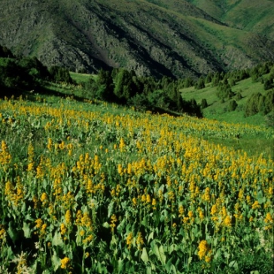 Ligularia macrophylla